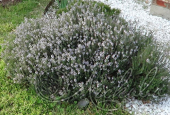 Тимьян обыкновенный (Thymus vulgaris `Faustini`) 