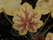 Гейхера гибридная (Heuchera × hybrida `Tiramisu`)