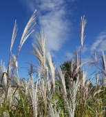 Мискантус сахароцветный (Miscanthus sacchariflonis)