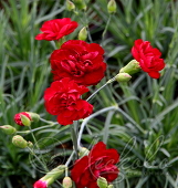 Гвоздика перистая (Dianthus plumarius `Desmond`)