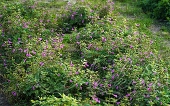 Душевик крупноцветковый (Calamintha grandiflora `Variegata`)