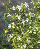 Душевик котовниковый (Calamintha nepeta `White Cloud`)