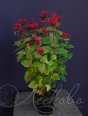 Монарда гибридная (Monarda x hybrida `Bee Happy`)