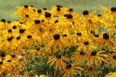 Рудбекия блестящая (Rudbeckia fulgida `Goldsturm`)