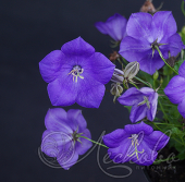 Колокольчик карпатский (Campanula carpatica `Pearl Deep Blue`)