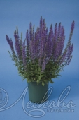 Шалфей пышный (Salvia superba `Blue Compact`)