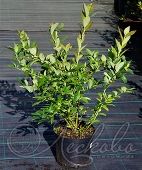 Голубика садовая (Vaccinium corymbosum `Чандлер`)