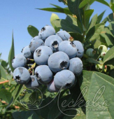 Голубика садовая (Vaccinium corymbosum `Цукер Траубе`)