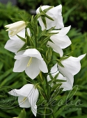 Колокольчик персиколистный (Campanula persicifolia `Takion White`)