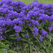 Колокольчик скученный (Campanula glomerata `Genti Blue`)