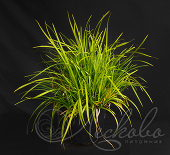 Осока обильнолистная (Carex foliosissima `Irish Green`)