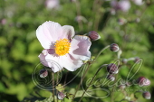 Анемона хубэйская (Anemone hupehensis `September Charm `)