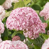 Гортензия древовидная (Hydrangea arborescens `Candybelle Bubblegum’)