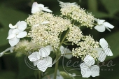 Гортензия древовидная (Hydrangea arborescens `Radiata`)