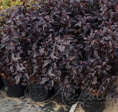 Пузыреплодник калинолистный (Physocarpus opulifolius `All Black')