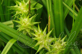 Осока Грея (Carex grayi)