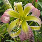 Лилейник гибридный (Hemerocallis `Desert Icicle`)