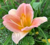 Лилейник гибридный (Hemerocallis `Every Daylily Cerise`)