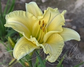 Лилейник гибридный (Hemerocallis `Every Daylily Cream`)