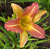 Лилейник гибридный (Hemerocallis `Every Daylily Pink Cream`)