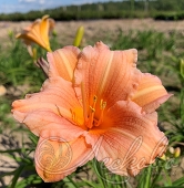 Лилейник гибридный (Hemerocallis `Every Daylily Pink Wing`)