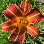 Лилейник гибридный (Hemerocallis `Every Daylily Red Ribs`)