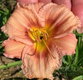 Лилейник гибридный (Hemerocallis `Every Daylily Rose`)