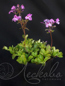 Флокс столоносный (Phlox stolonifera `Home Fires`)