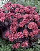 Очиток видный (Sedum spectabile `Black Beauty`)