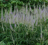 Вероникаструм виргинский (Veronicastrum virginicum `Lavendelturm`)