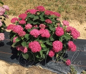 Гортензия древовидная (Hydrangea arborescens `Ruby Annabelle`)