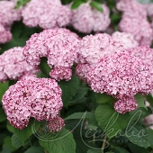 Гортензия древовидная (Hydrangea arborescens `Sweet Annabelle`)