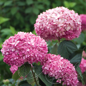 Гортензия древовидная (Hydrangea arborescens `Pink Annabelle 2')