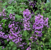 Душевик котовниковый (Calamintha nepeta `Marvelette Blue`)