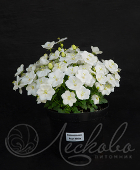 Колокольчик карпатский (Campanula carpatica `Pearl White`)