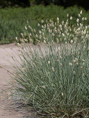 Сеслерия блестящая (Sesleria nitida)