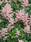 Астильба японская (Astilbe japonica `Peach Blossom`)