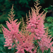 Астильба Арендса (Astilbe x arendsii `Anita Pfeifer`)