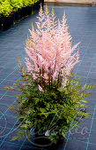 Астильба Арендса (Astilbe x arendsii `Darwins Dream`)