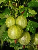 Крыжовник (Ribes grossularia `Mucurines`)