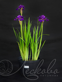 Ирис сибирский (Iris sibirica `Concord Crush`)