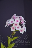 Флокс метельчатый (Phlox paniculata `Джулия`)