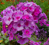 Флокс метельчатый (Phlox paniculata `Дымчатое суфле`)