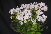 Флокс метельчатый (Phlox paniculata `Киевский`)