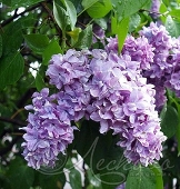 Сирень обыкновенная (Syringa vulgaris `Максимович`)