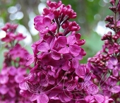 Сирень обыкновенная (Syringa vulgaris `Радж Капур`)