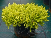 Очиток едкий (Sedum acre `Aureum`)