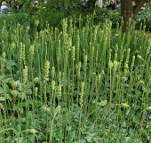 Гейхера цилиндрическая (Heuchera cilindrica `Greenfinch`)