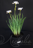 Ирис сибирский (Iris sibirica `Not Quite White`)