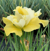 Ирис сибирский (Iris sibirica `Summer Revels`)